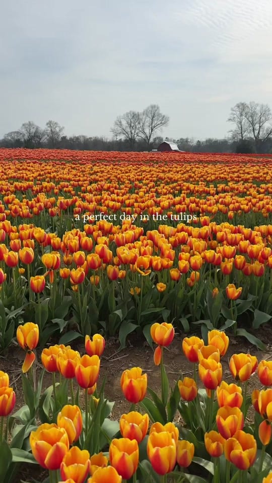 Post 5 by Chelsea Faulkner Home on TikTok (video)