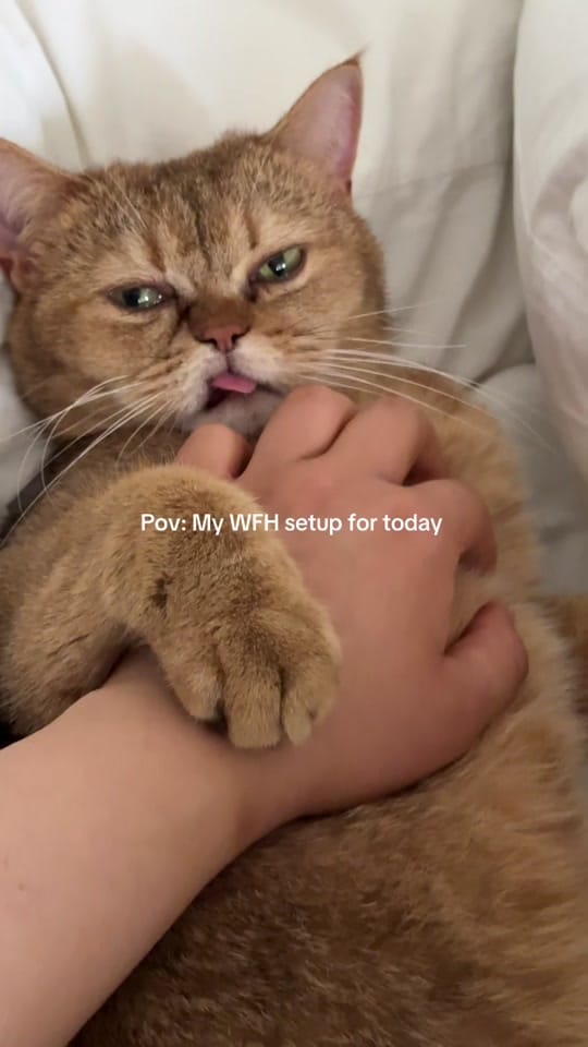Post 1 by mmehrbanu on TikTok (video)