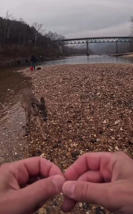 Post 5 by Ozzy🇦🇺Lass🏴󠁧󠁢󠁳󠁣󠁴󠁿 on TikTok (video)