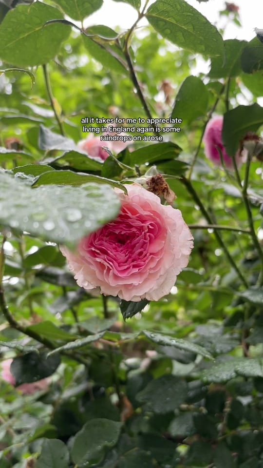 Post 1 by Margaret | Floral Content 🌸 on TikTok (video)