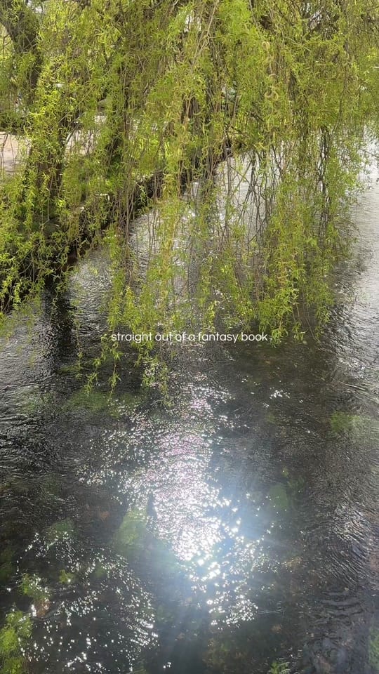 Post 4 by Margaret | Floral Content 🌸 on TikTok (video)