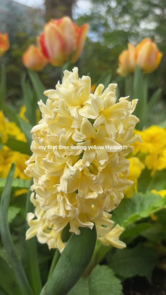 Post 5 by Margaret | Floral Content 🌸 on TikTok (video)