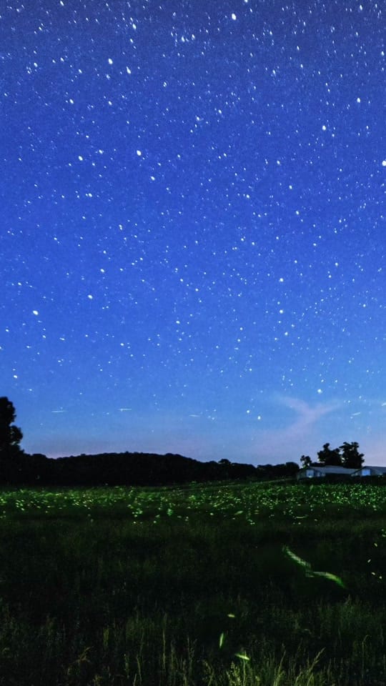Post 4 by Everyday Naturalist on TikTok (video)