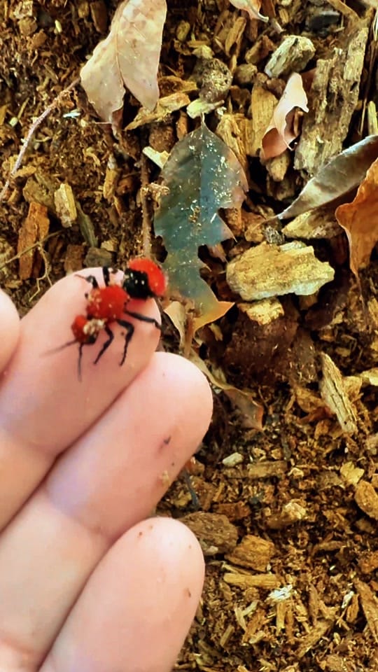 Post 10 by Everyday Naturalist on TikTok (video)