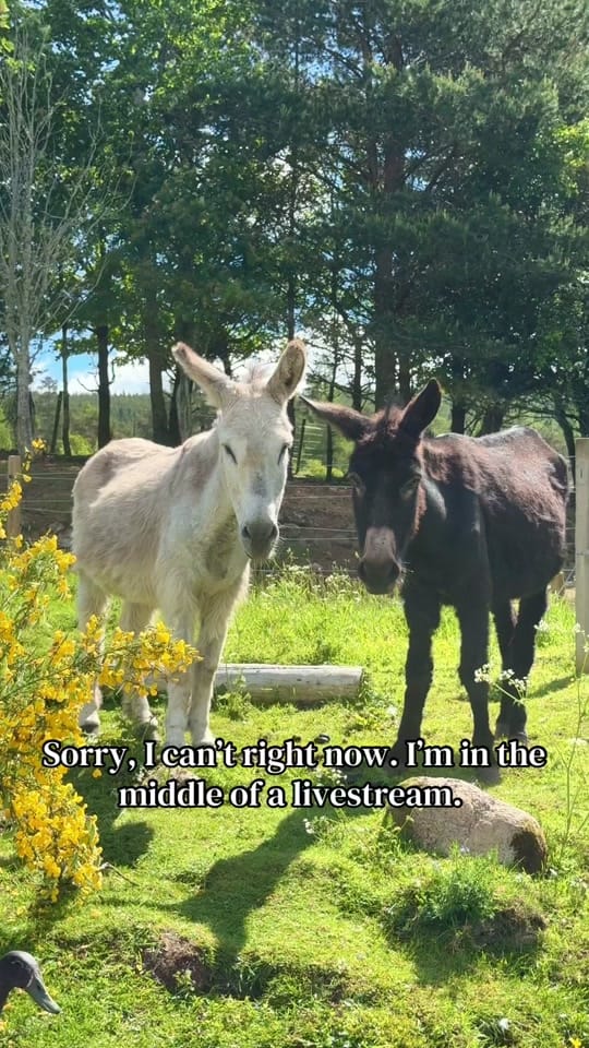 Post 1 by Highlands Unbridled on TikTok (video)