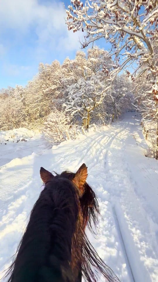 Post 7 by Highlands Unbridled on TikTok (video)
