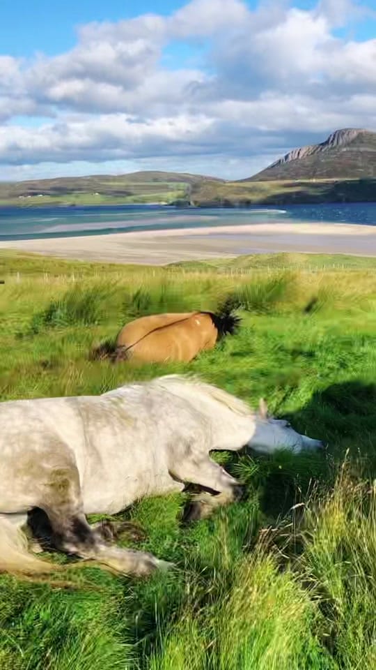 Post 10 by Highlands Unbridled on TikTok (video)