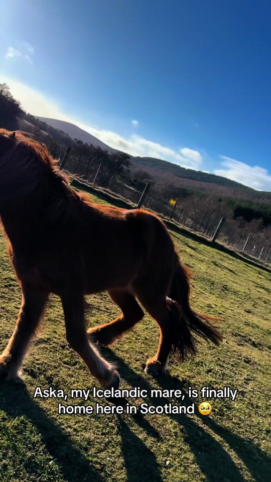 Post 5 by Highlands Unbridled on TikTok (video)