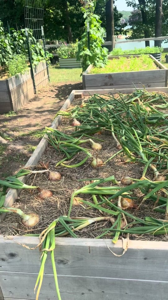 Post 1 by Sam | More than Gardening on TikTok (video)