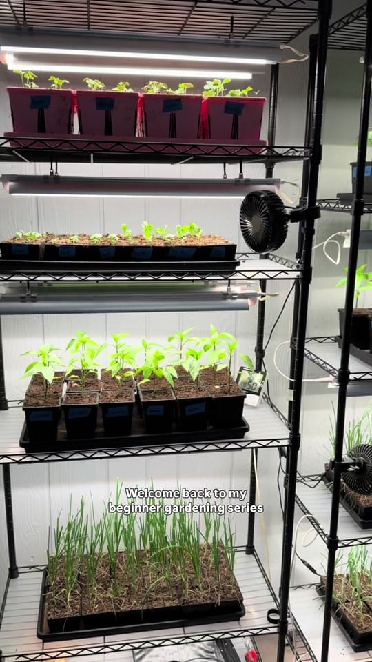 Post 2 by Sam | More than Gardening on TikTok (video)