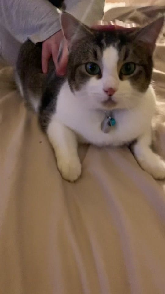 Post 4 by ArnieandArlo on TikTok (video)