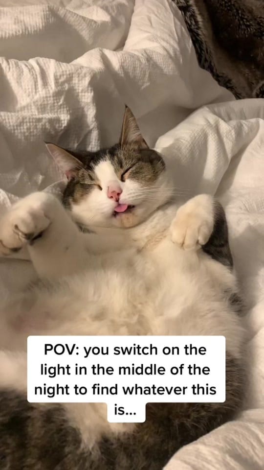 Post 9 by ArnieandArlo on TikTok (video)