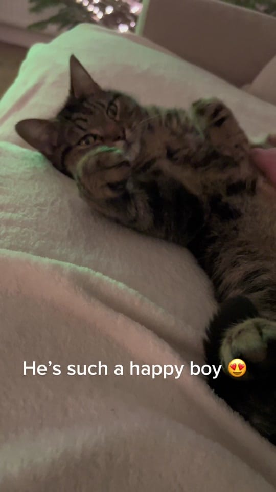 Post 5 by ArnieandArlo on TikTok (video)