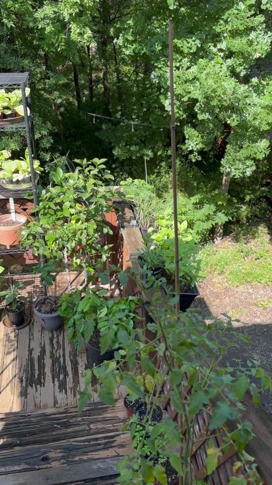 Post 2 by urbangardeningwithgray on TikTok (video)