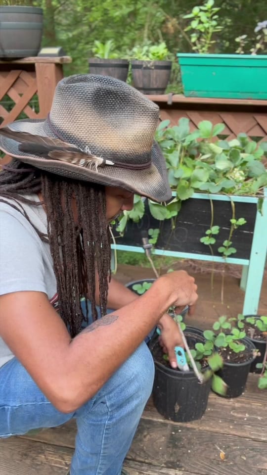 Post 10 by urbangardeningwithgray on TikTok (video)