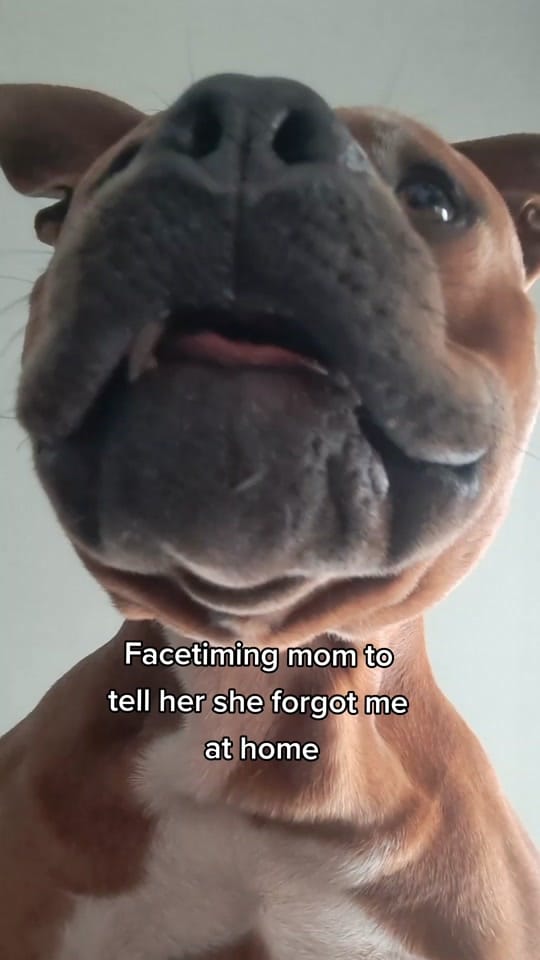 Post 10 by AmStaff George on TikTok (video)