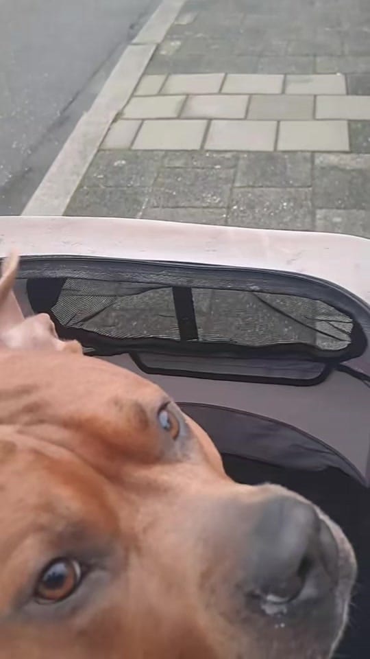 Post 7 by AmStaff George on TikTok (video)