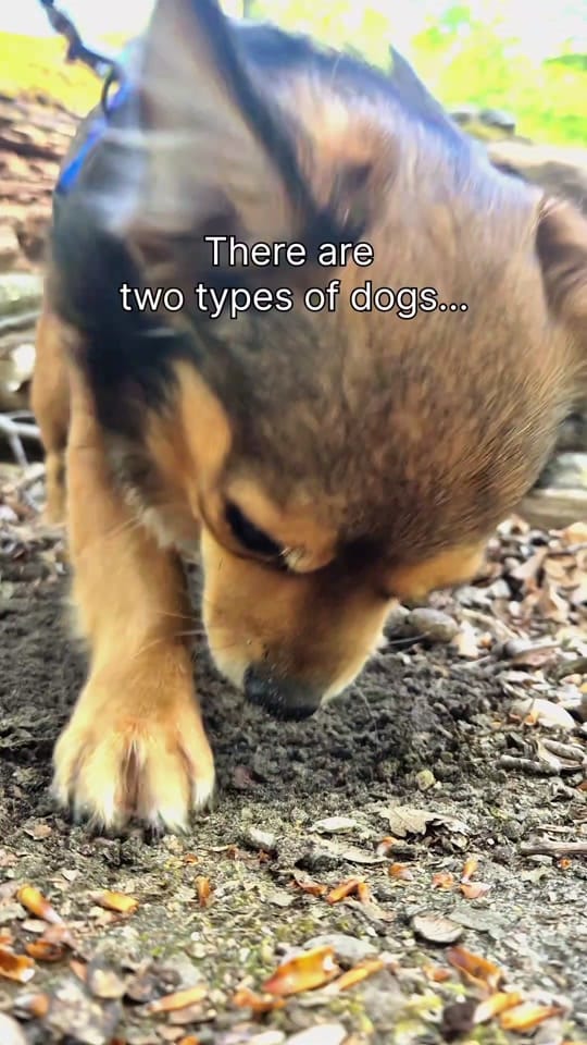 Post 1 by AmStaff George on TikTok (video)