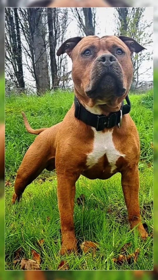 Post 4 by AmStaff George on TikTok (video)