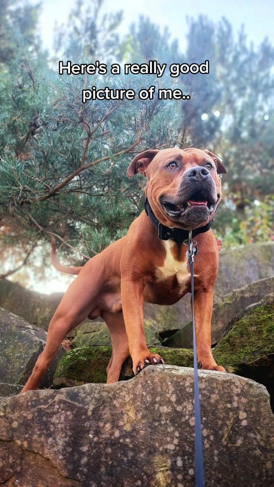Post 9 by AmStaff George on TikTok (video)