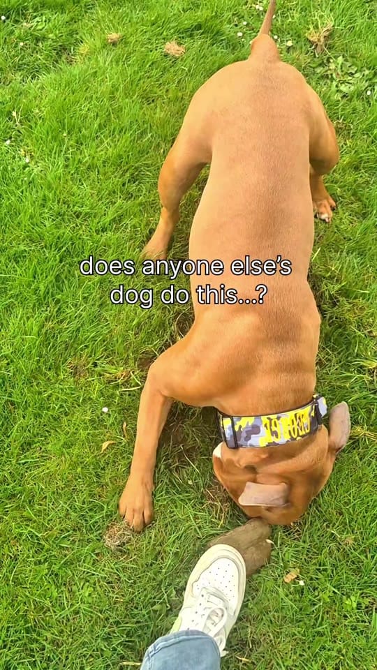 Post 3 by AmStaff George on TikTok (video)
