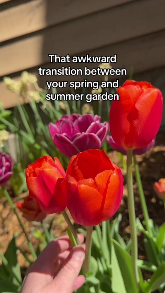 Post 7 by Cottage Garden Goblin on TikTok (video)