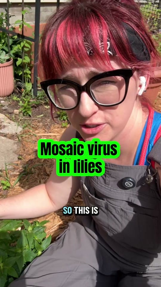Post 4 by Cottage Garden Goblin on TikTok (video)