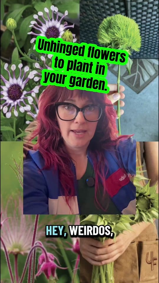 Post 9 by Cottage Garden Goblin on TikTok (video)