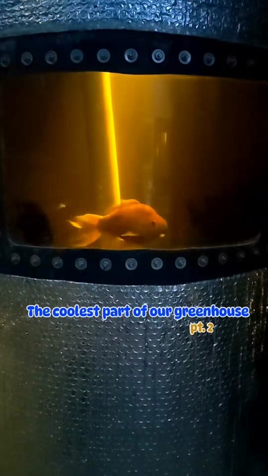 Post 1 by hydroculturehideout on TikTok (video)