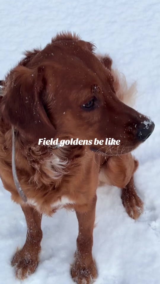 Post 3 by johnny finocchiaro on TikTok (video)