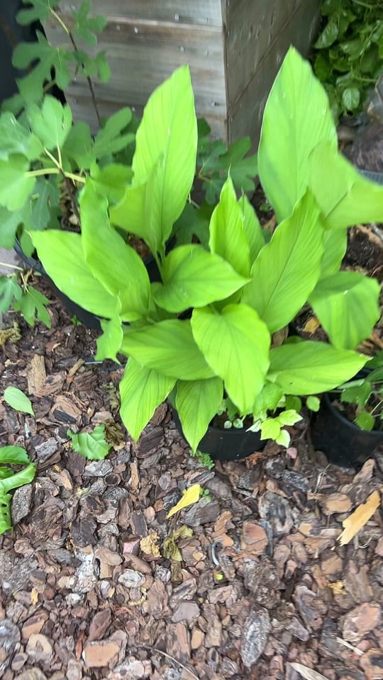 Post 10 by Agriculture At Home on TikTok (video)