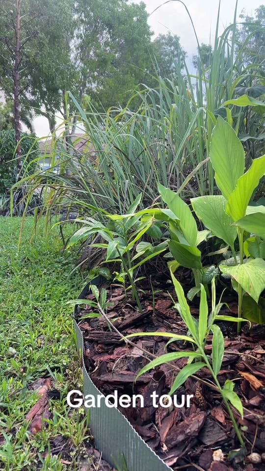 Post 4 by Agriculture At Home on TikTok (video)