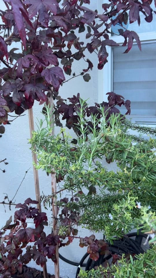 Post 3 by Agriculture At Home on TikTok (video)