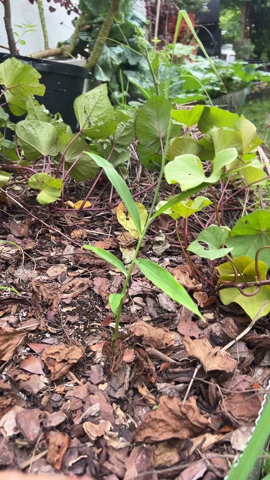 Post 8 by Agriculture At Home on TikTok (video)