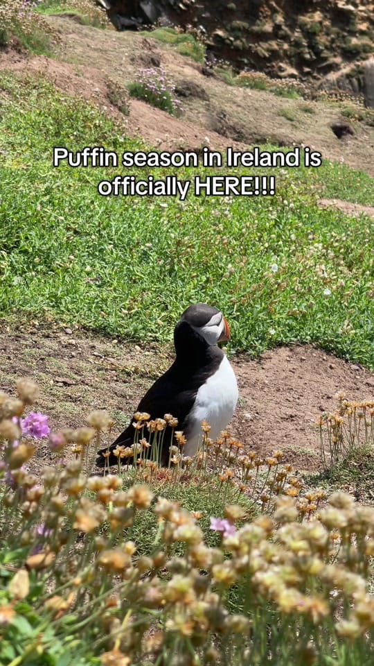 Post 3 by Ev | exploring Ireland ⛰️🇮🇪 on TikTok (video)