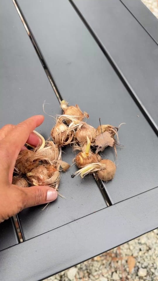 Post 9 by Pink Jardin on TikTok (video)