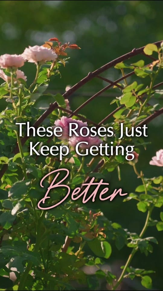 Post 2 by Growing in the Garden on TikTok (video)