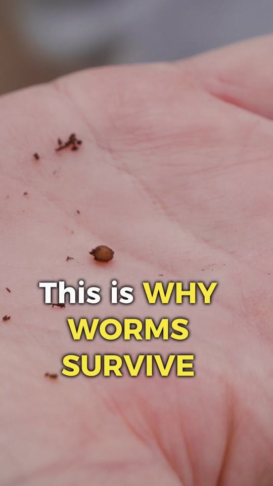 Post 8 by Growing in the Garden on TikTok (video)