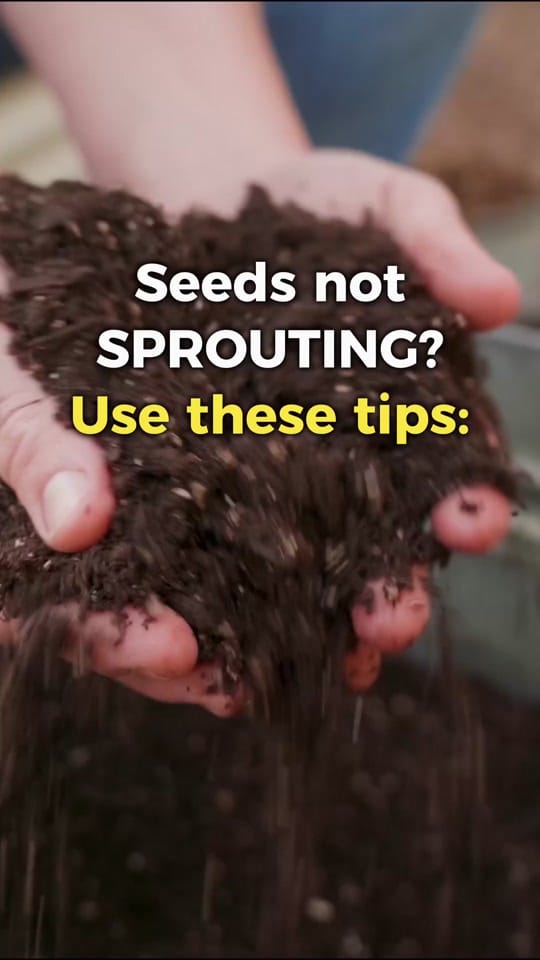 Post 9 by Growing in the Garden on TikTok (video)