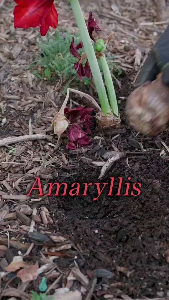 Post 1 by Growing in the Garden on TikTok (video)