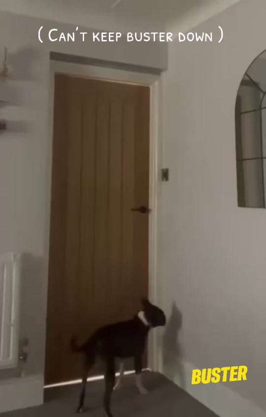 Post 10 by 💥 TOPDOG 💥 on TikTok (video)