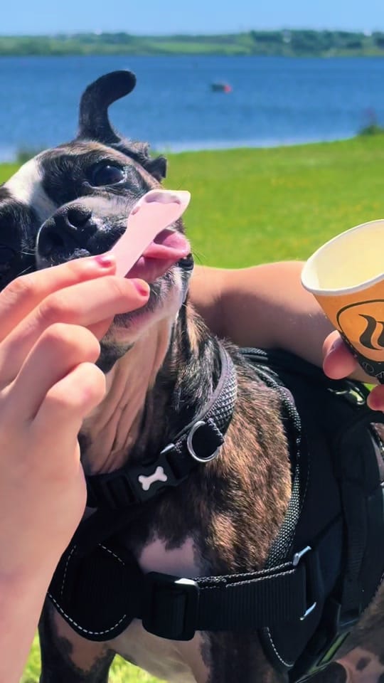 Post 7 by 💥 TOPDOG 💥 on TikTok (video)