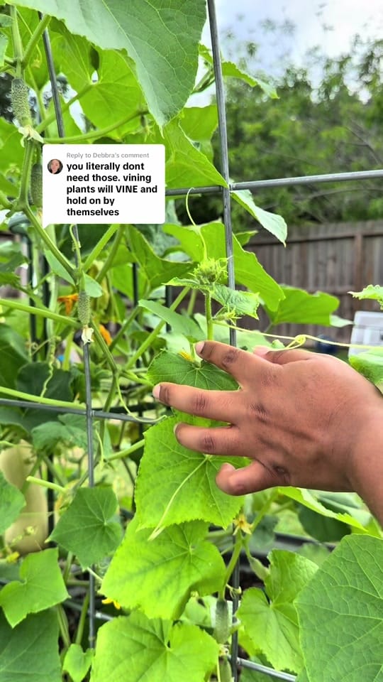 Post 7 by torriangardens on TikTok (video)
