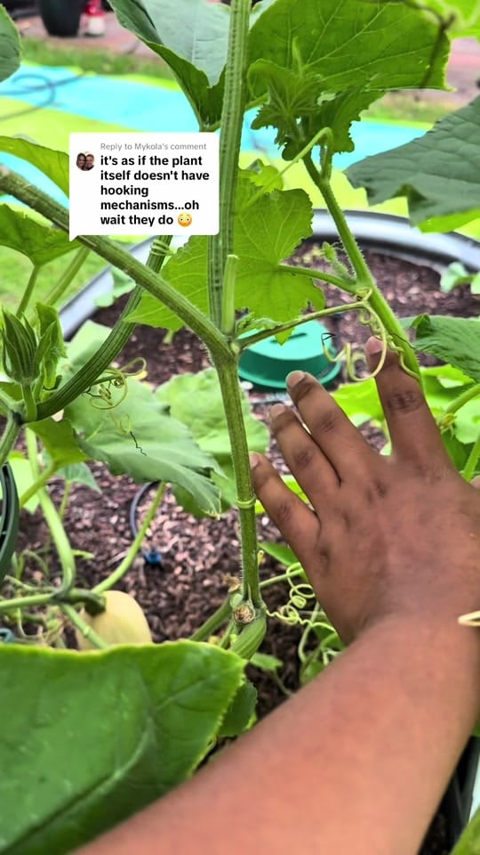Post 5 by torriangardens on TikTok (video)