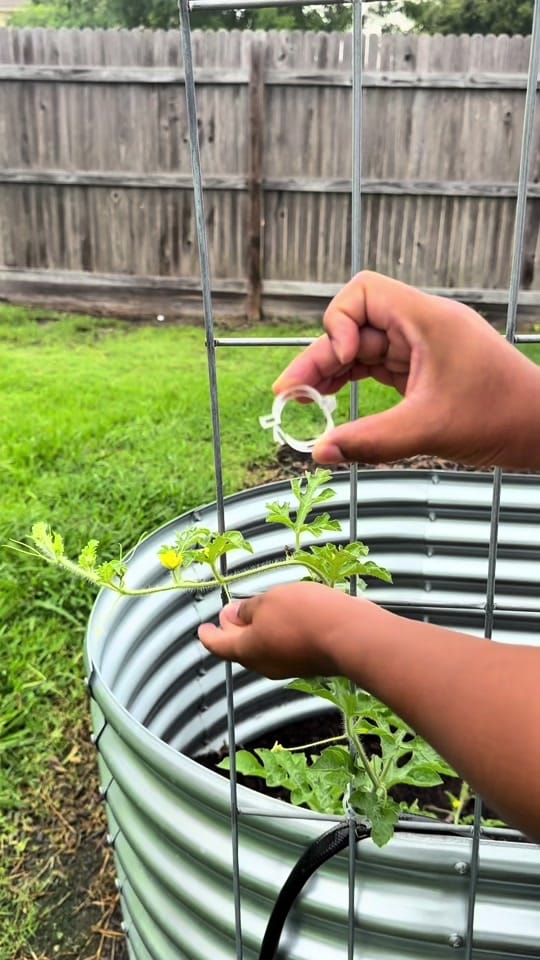 Post 6 by torriangardens on TikTok (video)