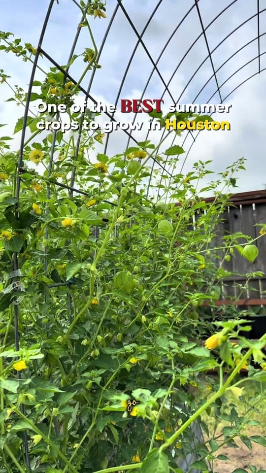 Post 9 by torriangardens on TikTok (video)