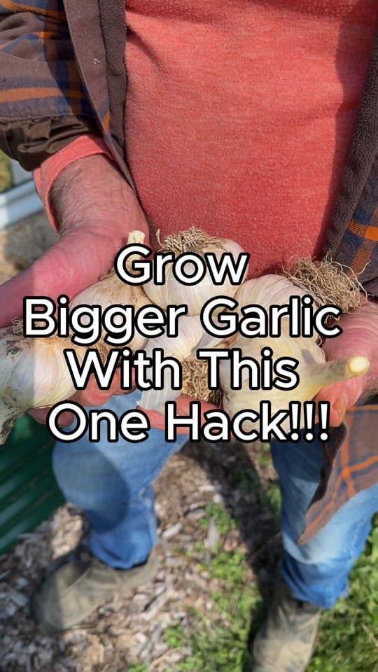 Post 8 by Farmer 🧑‍🌾 on TikTok (video)