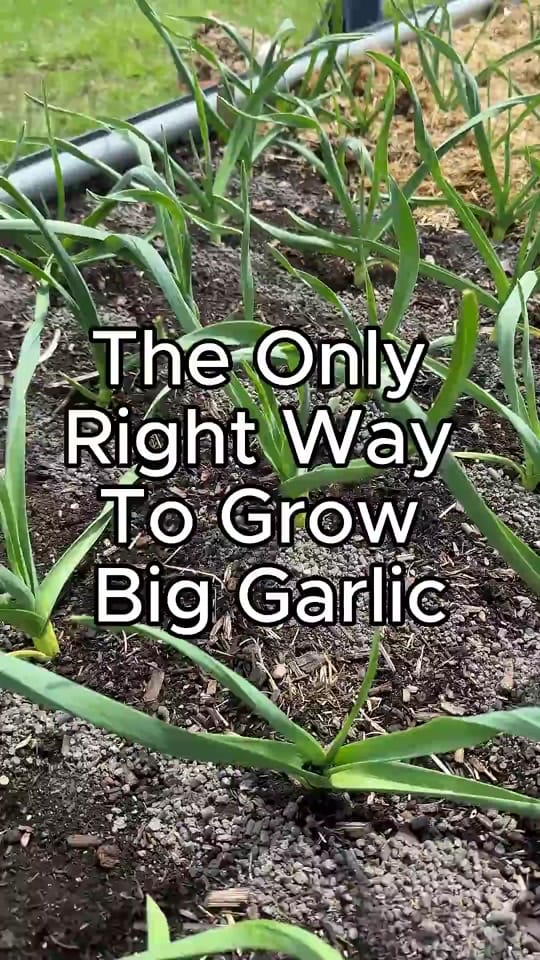 Post 6 by Farmer 🧑‍🌾 on TikTok (video)