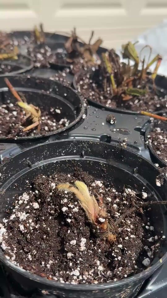 Post 3 by Farmer 🧑‍🌾 on TikTok (video)