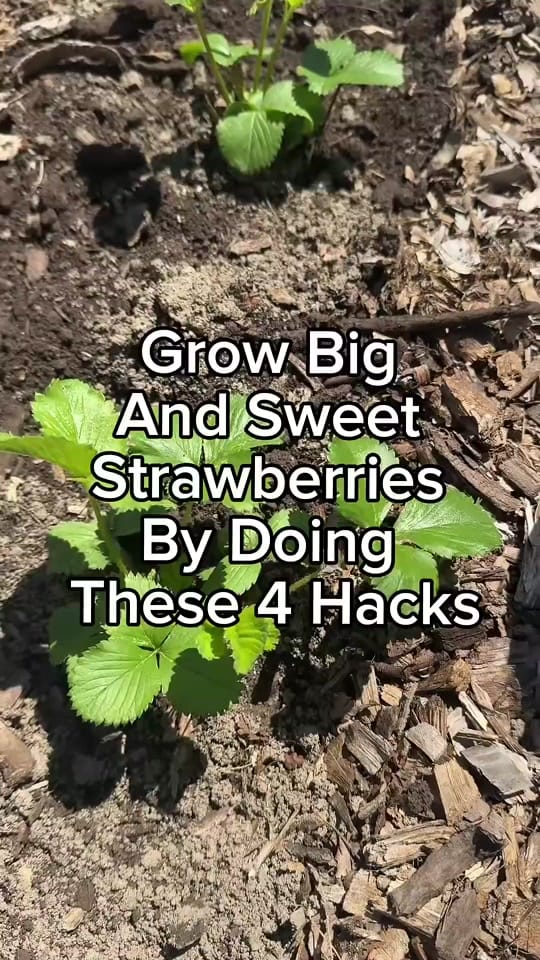 Post 1 by Farmer 🧑‍🌾 on TikTok (video)